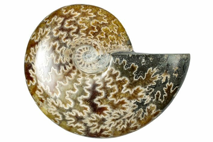 Polished Ammonite (Cleoniceras) Fossil - Madagascar #348479